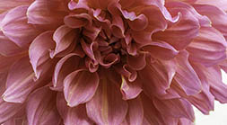 Detail of Pink Dahlia